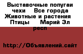 Выставочные попугаи чехи  - Все города Животные и растения » Птицы   . Марий Эл респ.